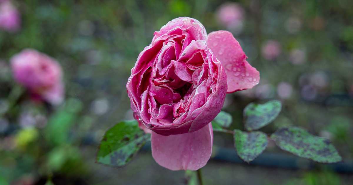 Kukkivia ruusuja ja punarintoja – näin lämmin syksy näkyy luonnossa | Uutisia lyhyesti