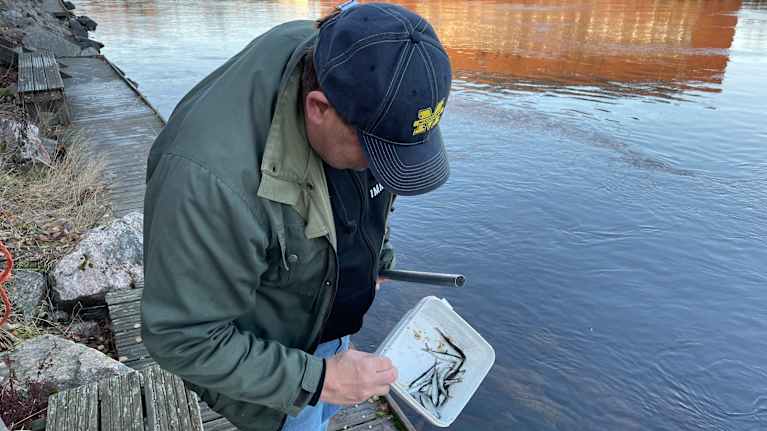Mies tutkii kaloja laiturin päällä. Hänellä on päällään tumma takki ja päässä lippalakki. Hän pitää kädessään astiaa, jossa on muikkuja.
