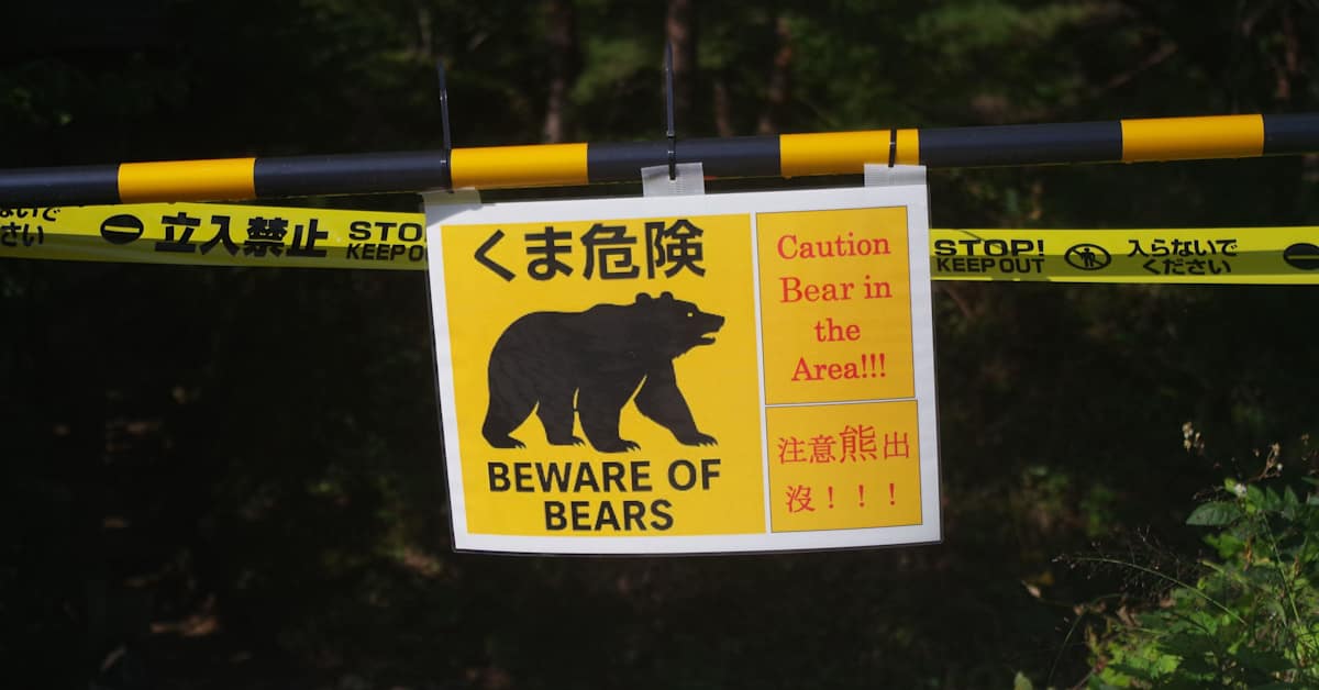 Japanissa karhukriisi: eläimet kiipeilevät hedelmäpuissa keskellä kaupunkia | Ulkomaat