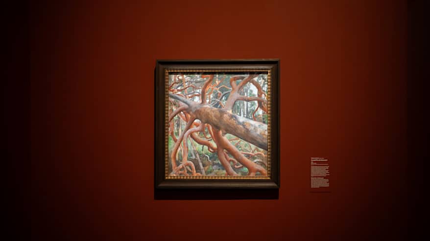 Pekka Halosen mänty.