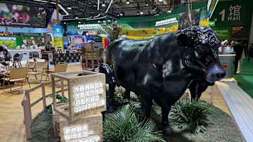 Australialaista pihvilihaa markkinoiva sonnipatsas seisoi Yhdysvaltain osaston naapurissa.