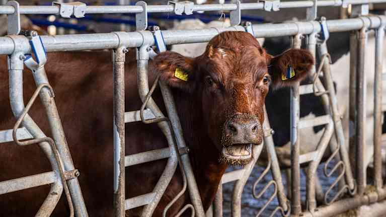 Lehmä Ysaon tiloissa Iisalmessa.