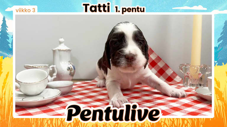 Pentuliven laikukas koiranpentu katsomassa kameraan.