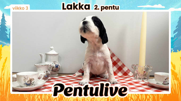 Pentuliven laikukas koiranpentu katsomassa kameraan.