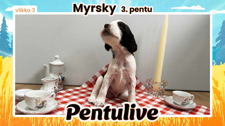 Pentuliven laikukas koiranpentu katsomassa kameraan.