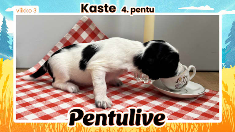 Pentuliven laikukas koiranpentu katsomassa kameraan.