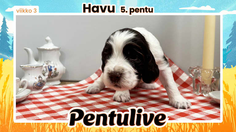 Pentuliven laikukas koiranpentu katsomassa kameraan.