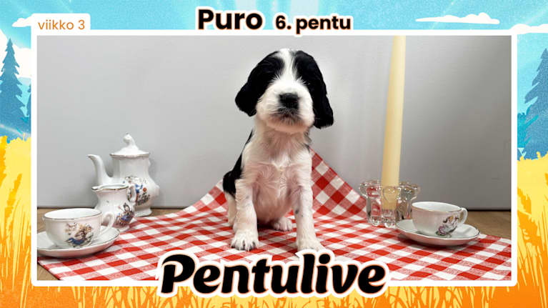 Pentuliven laikukas koiranpentu katsomassa kameraan.