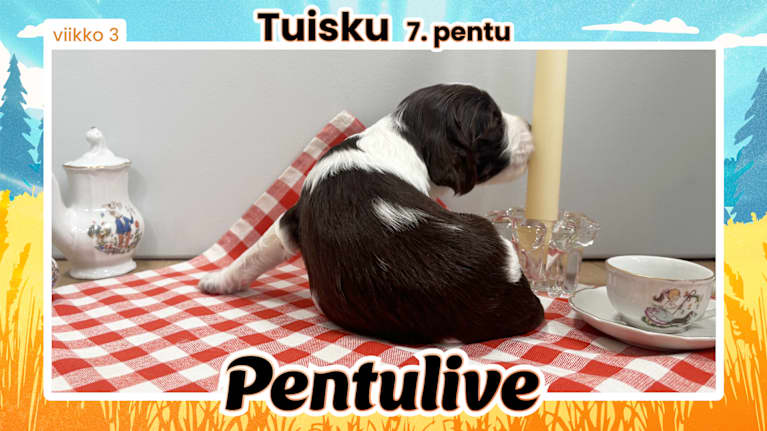 Pentuliven laikukas koiranpentu katsomassa kameraan.