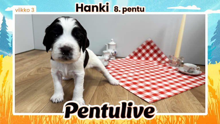 Pentuliven laikukas koiranpentu katsomassa kameraan.