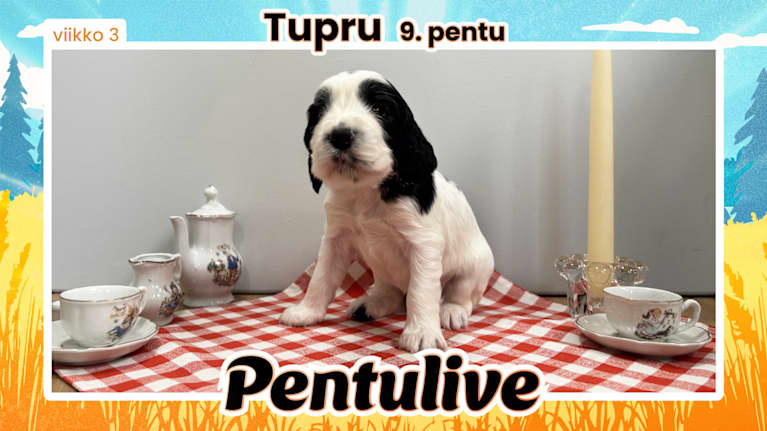 Pentuliven laikukas koiranpentu katsomassa kameraan.