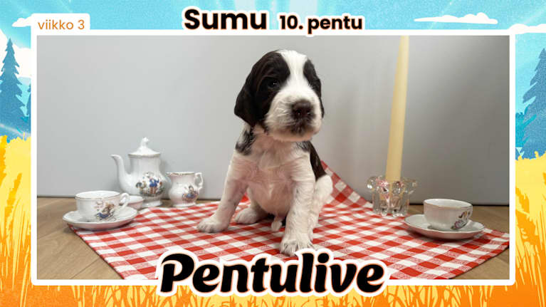 Pentuliven laikukas koiranpentu katsomassa kameraan.