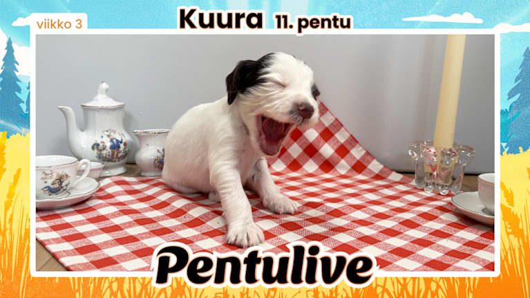 Pentuliven laikukas koiranpentu katsomassa kameraan.