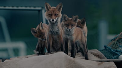 Kettupentue hämärässä