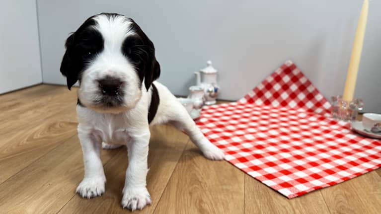 Pentuliven pentu kurkkaa kameraan takajalka hieman liusuen.