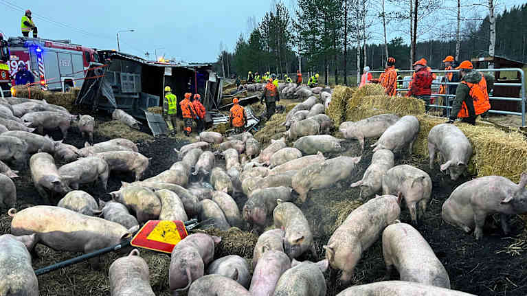 Kymmeniä sikoja tonkii maata onnettomuuspaikalla maantien vieressä.