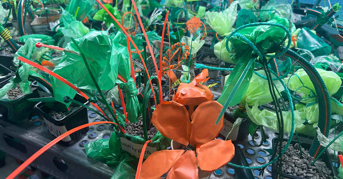 Yleisöryntäys Rauman jättitaide­teokseen yllätti – pressukasvit ja valtava vesiputous hämmästyttävät | Satakunta