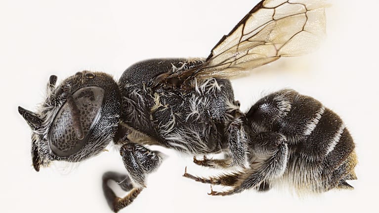 Lucifer-mehiläinen sivulta kuvattuna.