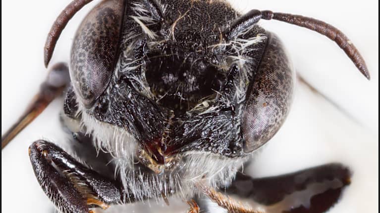 Lucifer-mehiläinen edestä kuvattuna.