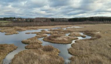 Arvokas lintukosteikko elpyy vieraspetojen torjunnalla Parikkalassa – metsästäjä: ”Käytämme neljää eri pyyntitapaa” | Etelä-Karjala
