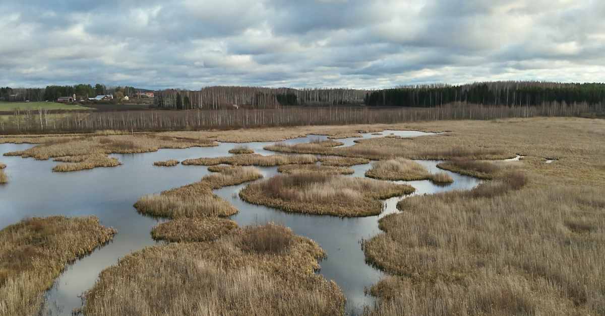 Arvokas lintukosteikko elpyy vieraspetojen torjunnalla Parikkalassa – metsästäjä: ”Käytämme neljää eri pyyntitapaa” | Etelä-Karjala