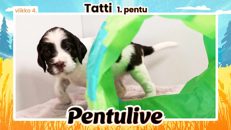 Pentuliven pentu Tatti kurskistaa leikkiputken takaa.