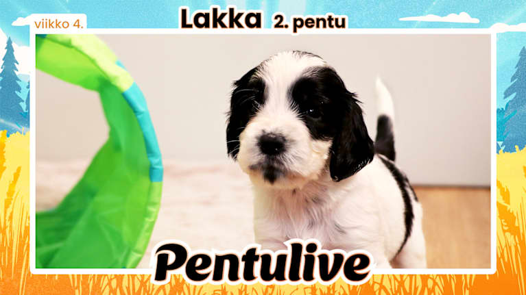 Pentuliven pentupotretti, Lakka katsoo kameraan tuimana.