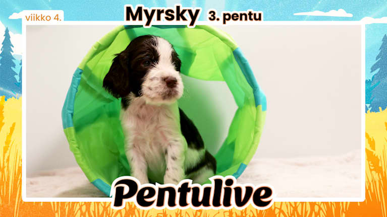 Pentuliven pentupotretti, Myrsky seisoo vihreän leikkiputken edessä ja katsoo ujosti ohi kameran.