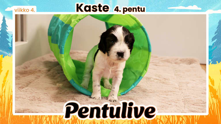 Pentuliven pentu potretti, Kaste katsoo leikkiputken suuaukosta kohti kameraa kysyvästi.