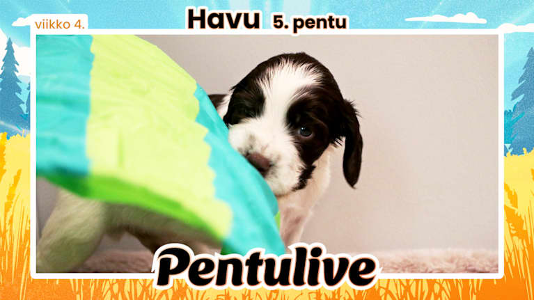 Pentuliven pentupotretti.