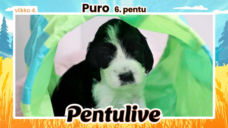 Pentuliven pennut potreteissa, Myrsky-pentu katsoo kameraan unisen oloisena.