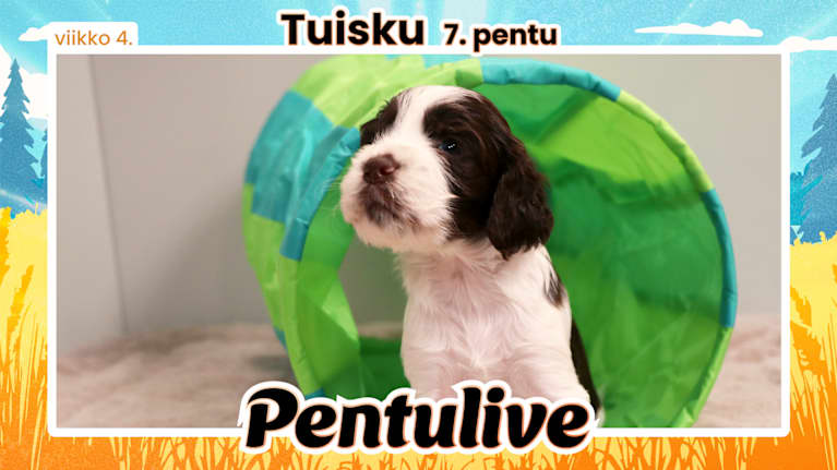 Pentuliven pentupotretti, Tuisku katsoo kuvaajaa kysyvästi ja näyttää nuuhkivan ilmaa.