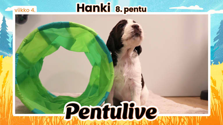 Pentuliven pentupotretti, Hanki seisoo ylväänä leikkiputken vieressä ja katsoo kuvaajaa tai avustajaa pää ylhäällä ja muistuttaa ulkoasultaan kovasti äitiään.