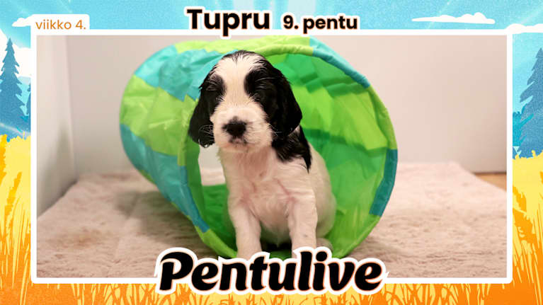 Pentuliven pentupotretti.