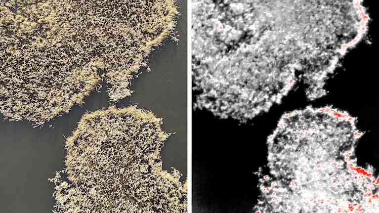 Kuvassa vasemmalla näkyy ilmakuva kaislikosta ja vedestä. Oikealla sama alue, mutta lämpökameralla. Kuumat kohdat vaalealla ja kylmät tummalla.