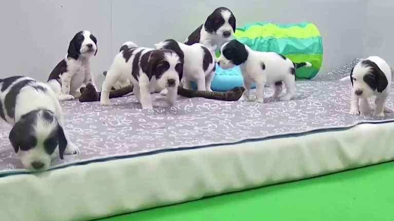 Pentuliven pienet tassuttelevat pehmeän patja päällä olevalla kankaalla.