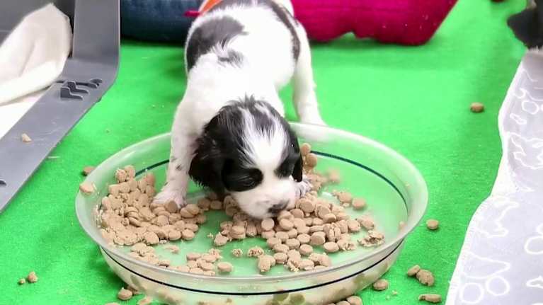 Pentuliven pentu tutustuu erilaisiin kävelyalustoihin. Kuvassa koira syö ruokaa ja etutassu on ruokakupissa nappuloiden päällä.