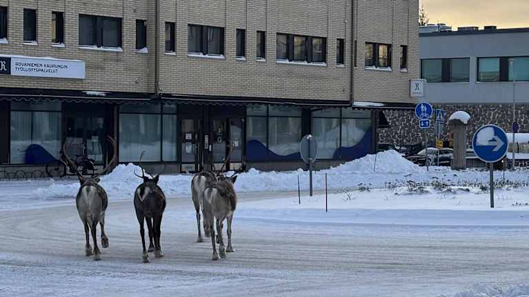 Neljä poroa juoksee liikenneympyrässä Rovaniemen keskustassa. Maisema on luminen.