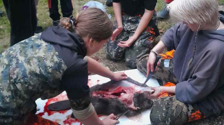 Aino Laukkanen, Siiri Ihalainen ja Ronja Ihalainen nylkemässä majavaa eräleirillä Enonkoskella.