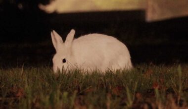 Vähälumiset talvet ovat jäniksille vaikeita – professori: ”Ne ymmärtävät olevansa uhan alla” | Lappi