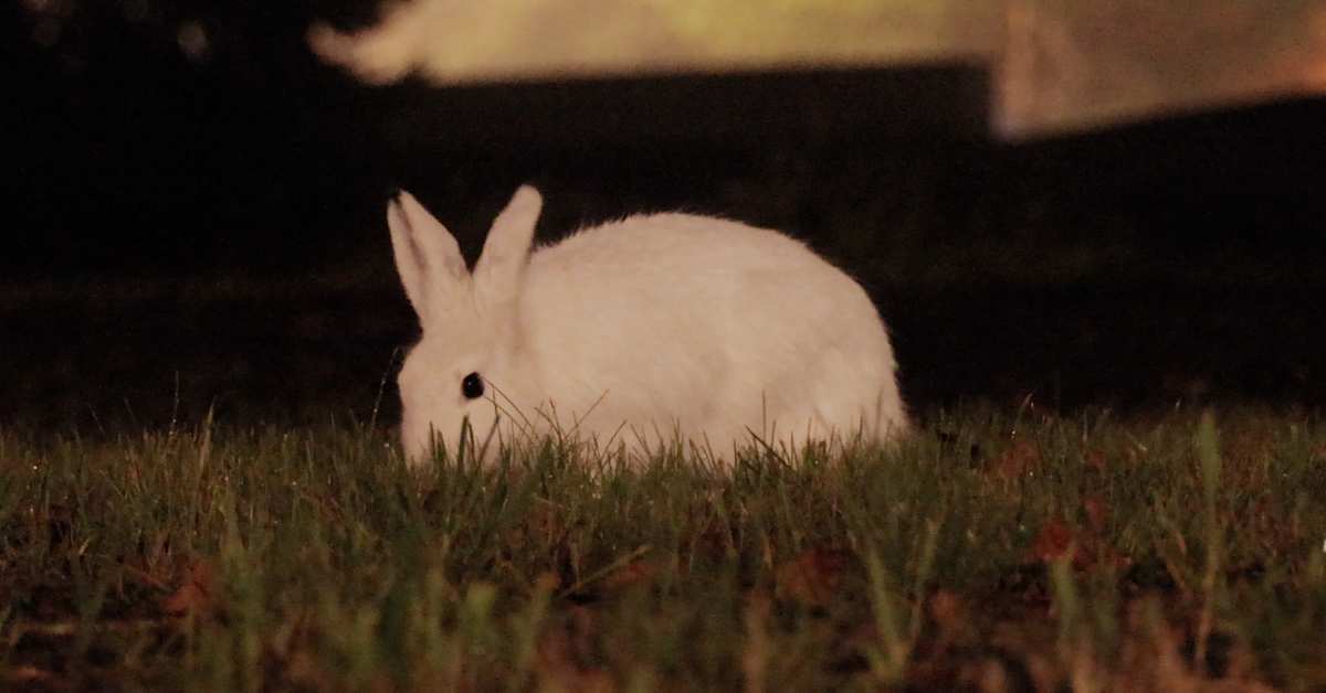 Vähälumiset talvet ovat jäniksille vaikeita – professori: ”Ne ymmärtävät olevansa uhan alla” | Lappi