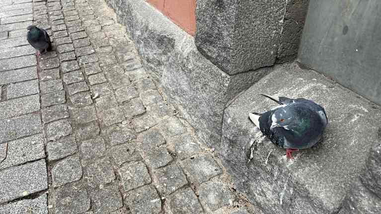 Pulu seisoo kivisellä portaalla.