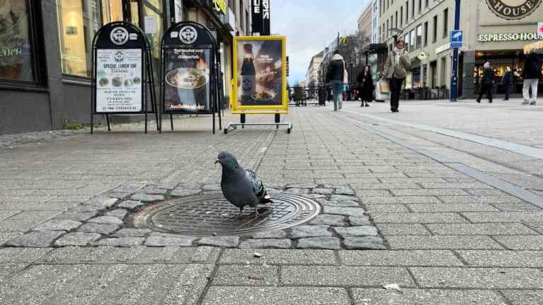 Yksinäinen pulu seisoo Jyväskylän kävelykadulla.