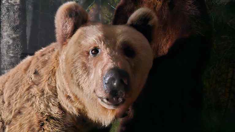 Kaksi täytettyä karhua luonnontieteellisessä museossa.