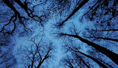 Hämähäkit, pimeys ja suurpedot pelottavat suomalaisia – vertaa omia pelkojasi muiden kokemuksiin | Yle Luonto