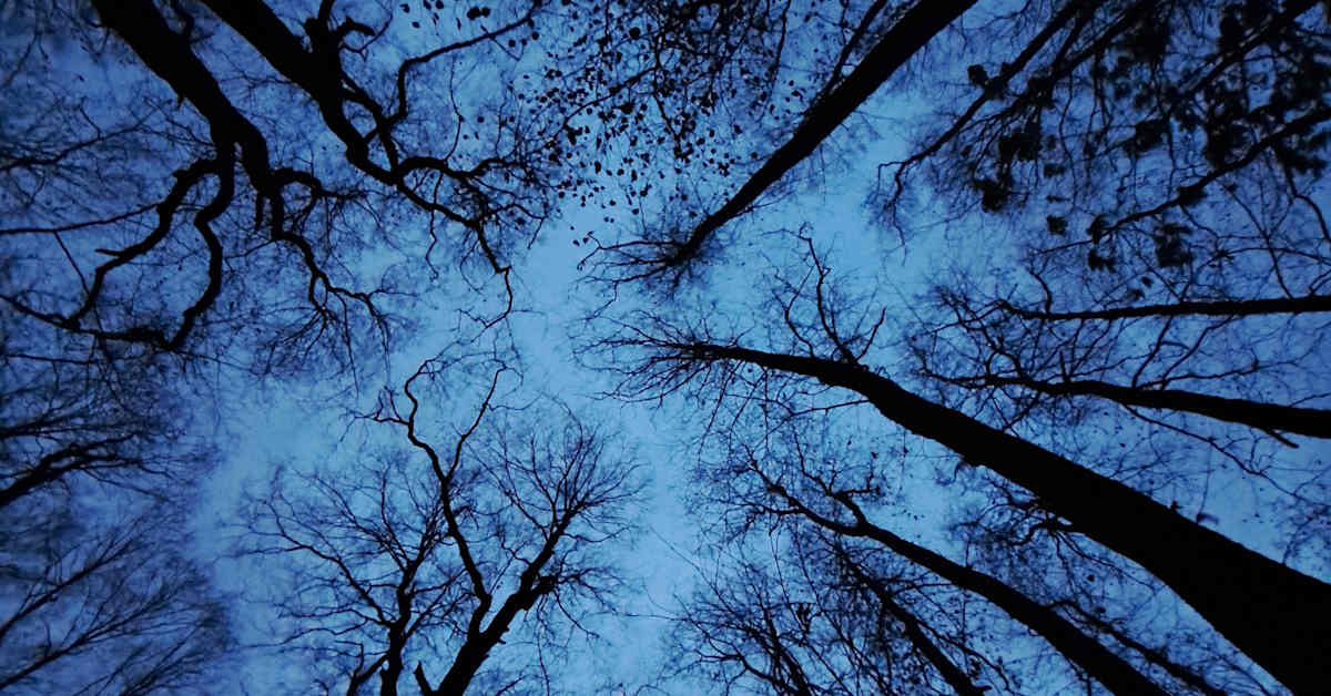 Hämähäkit, pimeys ja suurpedot pelottavat suomalaisia – vertaa omia pelkojasi muiden kokemuksiin | Yle Luonto