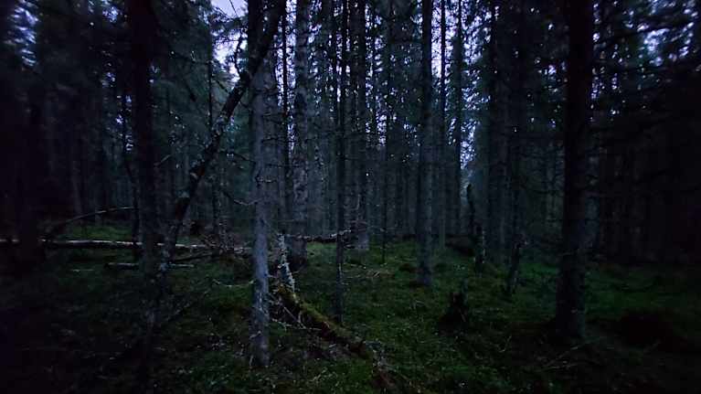 Pimeä metsä, missä osa puista on vinossa.