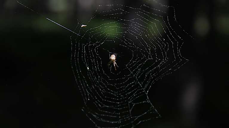 Vaalea hämähäkki keskellä verkkoaan tummaa taustaa vasten.