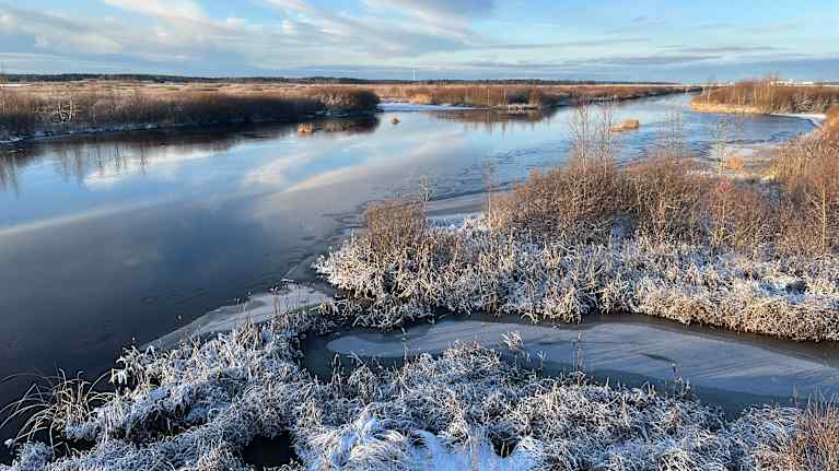 Talvinen jokimaisema aamuauringossa, jossa jäätyneet kasvit ja pakkaslumi peittävät rannan kasvustoa.