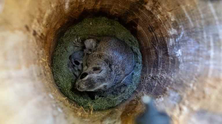 Kaksi Liito-oravaa pöntössä.